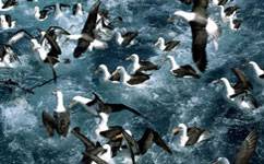 bb-albatross-m